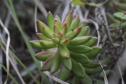 Sedum nussbaumerianum